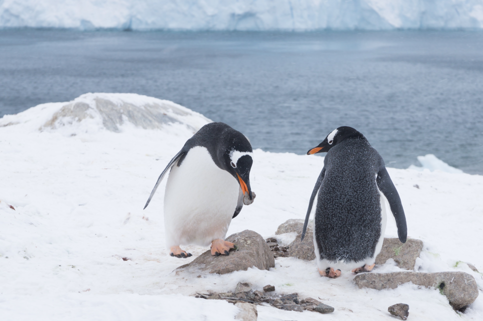 Gentoo penguins