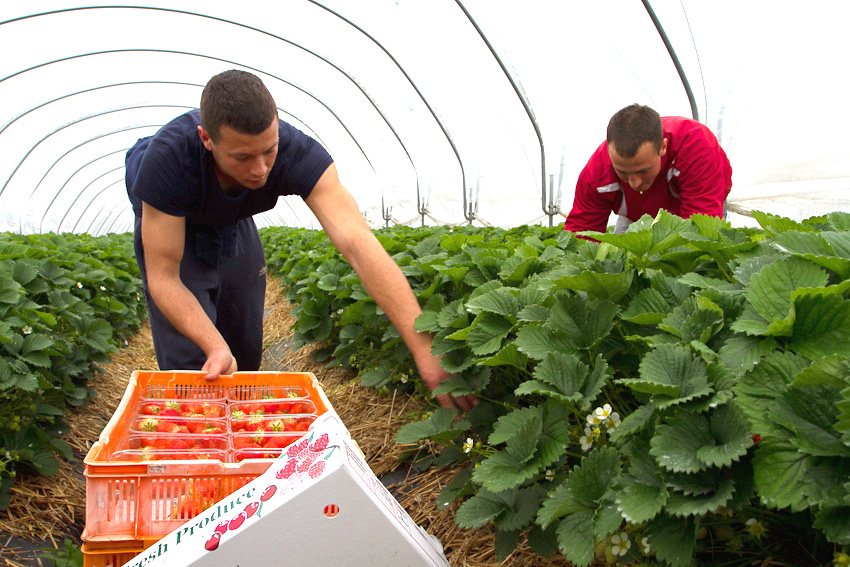 Strawberrry Farm