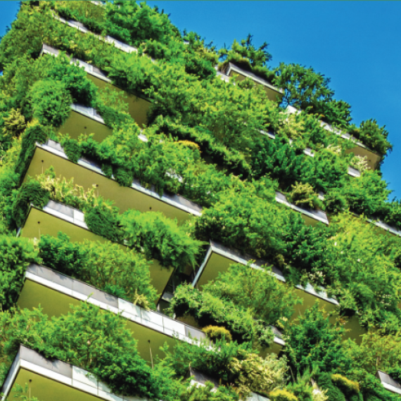 Foliage growing on building 