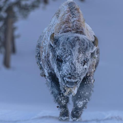 Frosty Bison