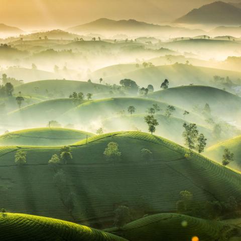 Tea Hills in Vietnam