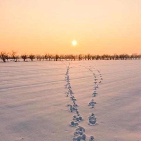 Winter sunset  