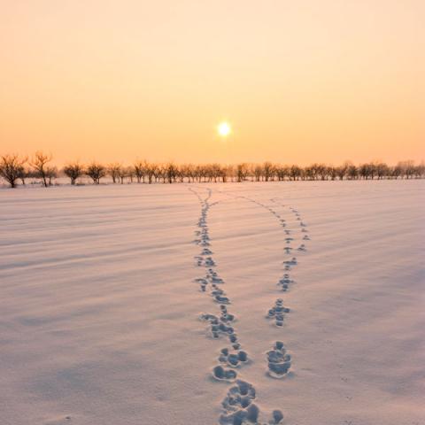 Winter sunset  