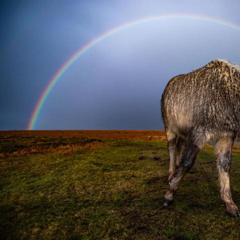 A full rainbow behind the semi feral ponies of Cefn Bryn common, Swansea