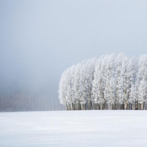 Winter scene of white trees and fog