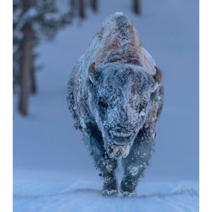 Frosty Bison © Laura Hedien