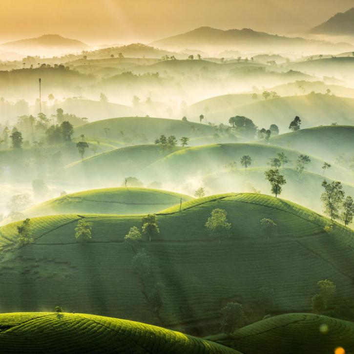 Tea Hills © Vu Trung Huan