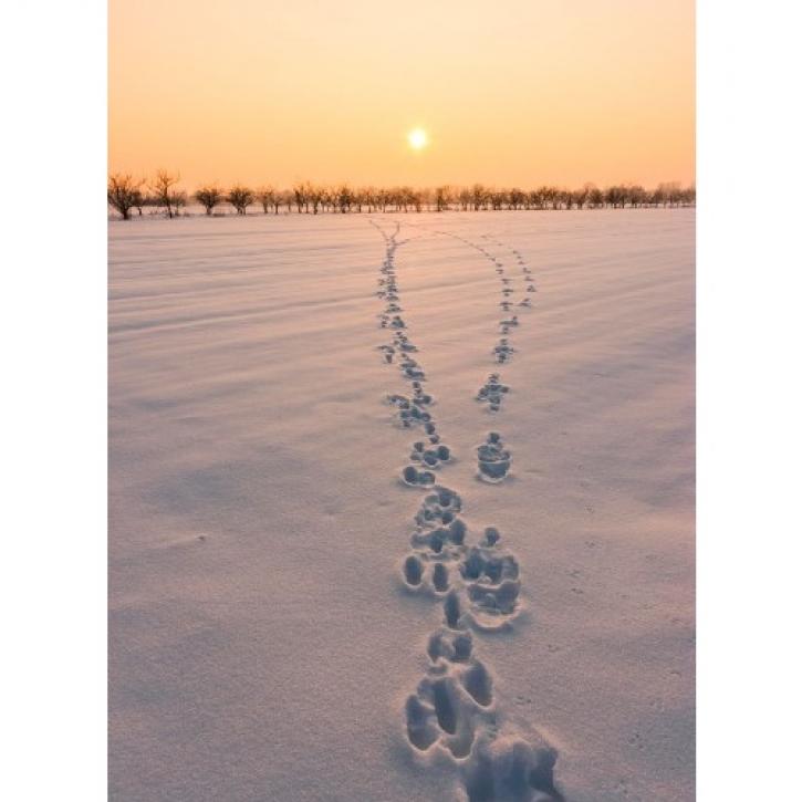 Winter Sunset © Ivica Brlić