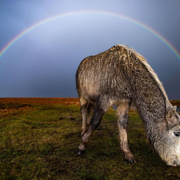 Under the Rainbow © Joann Randles