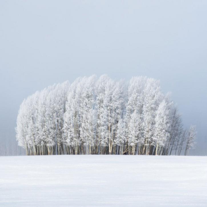 Trees & Fog © Preston Stoll