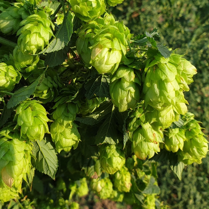 hops