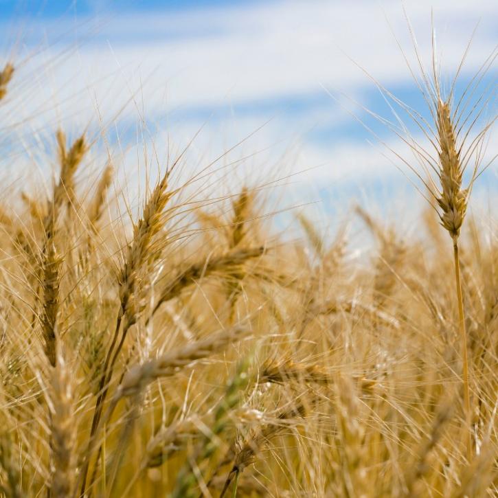 crops