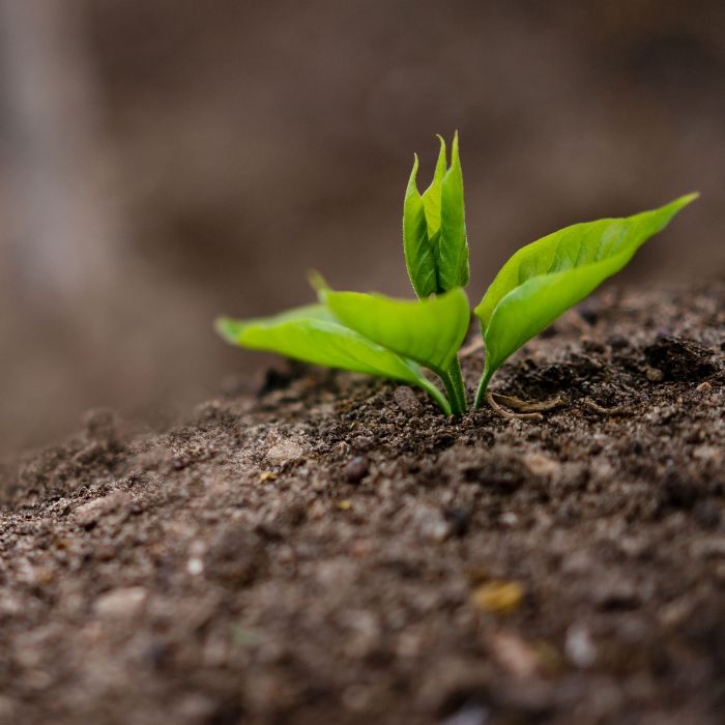 A seedling protrudes from the earth