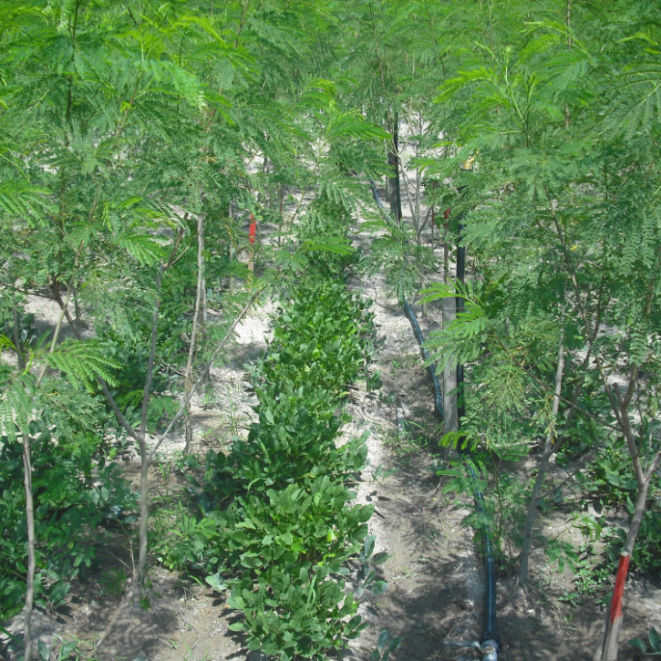 Image of a crop field 