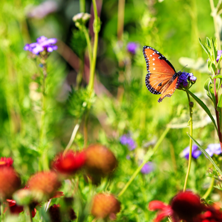 Gardening for wildlife