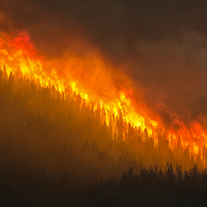 Image of a wildfire in a forest 