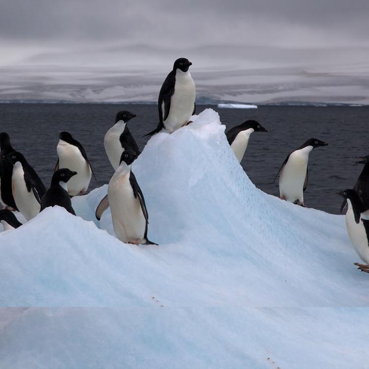 penguins and ice