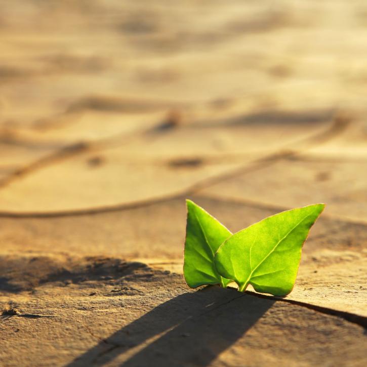 Leaf growing through dry cracked soil