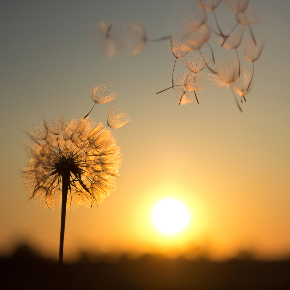 wind wind
